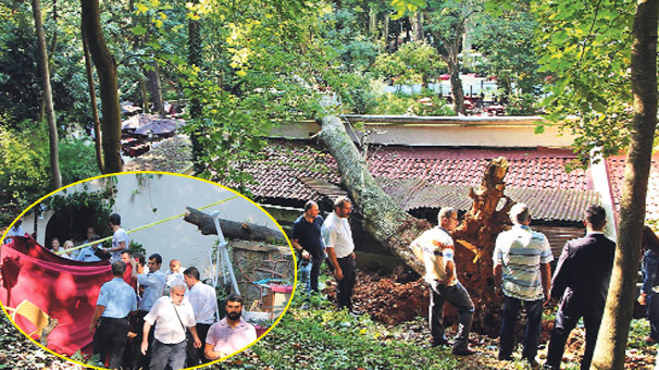 Beykoz’da ağaç devrildi! 3 kadın öldü