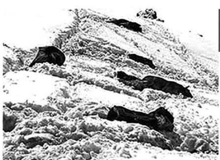 Katırlar intihar etmiş