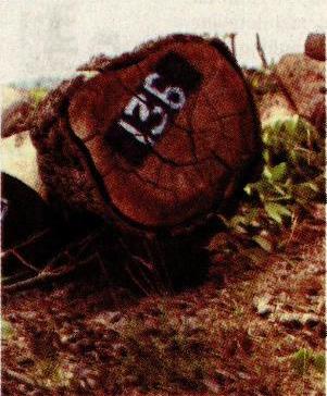 Doğa savunucuları en çok 2015’te öldürüldü