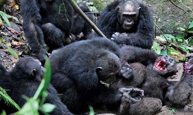 Şiddet genlerimizden mi geliyor?