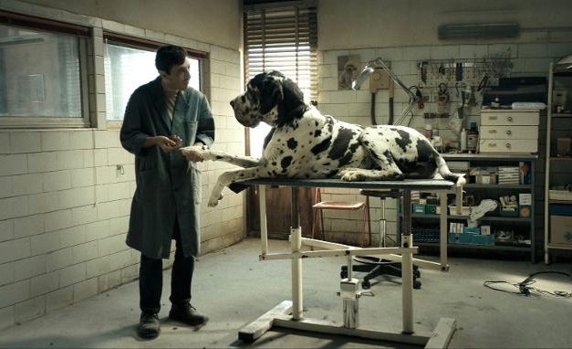 İki köpeğin hikâyesi