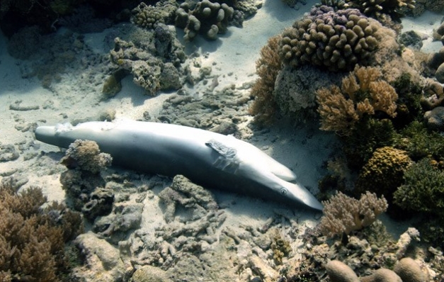 Sürdürülebilir cehalet