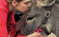 İnsan hayvanın kurdudur