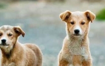 Köpekleri değil canileri uyutalım