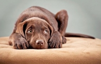 6 ayda 478 bin hayvan öldü…