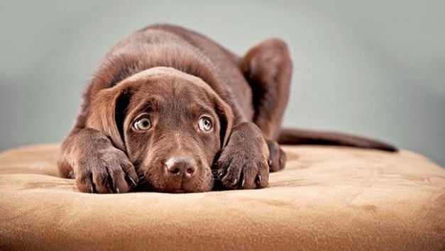 6 ayda 478 bin hayvan öldü…